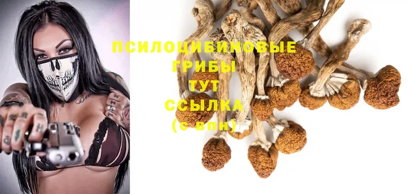 Псилоцибиновые грибы Cubensis  где можно купить наркотик  Нижние Серги 